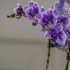 purpleorchid650